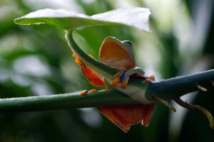 wildlife in Puerto Viejo Costa Rica